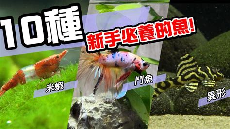 超好養的魚|10種激推!給新手的魚~養這些!讓你告別養魚殺手~【憩。